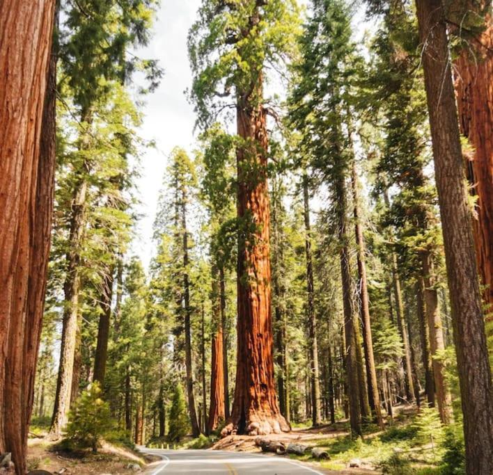 Sequoia Villa Visalia Εξωτερικό φωτογραφία