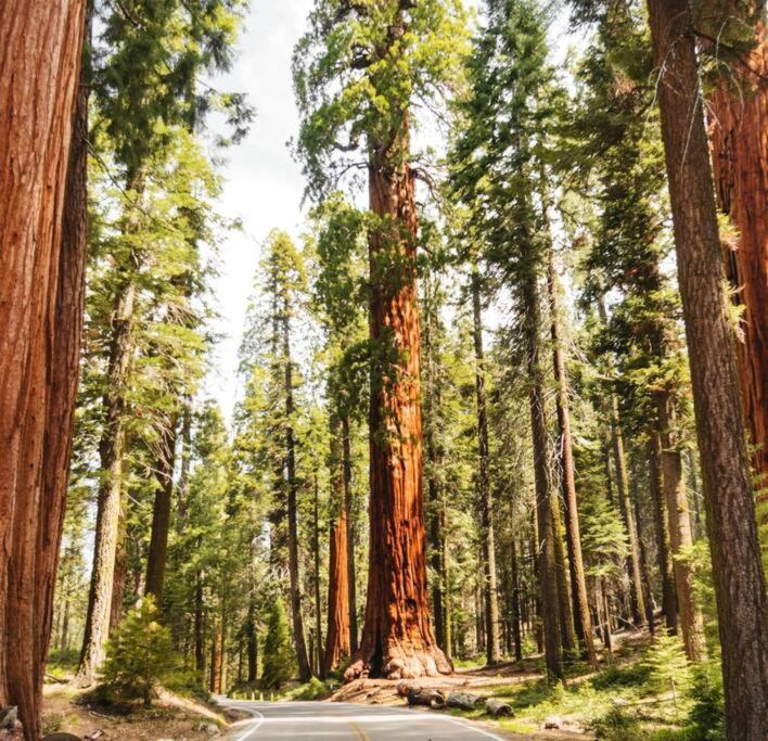 Sequoia Villa Visalia Εξωτερικό φωτογραφία